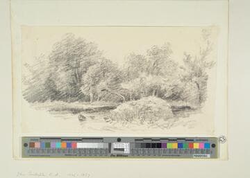 Woodland and Stream