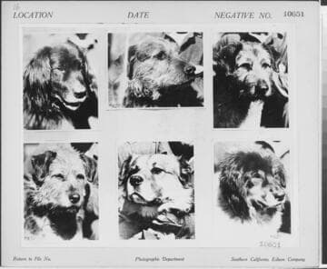 Big Creek Dog Teams