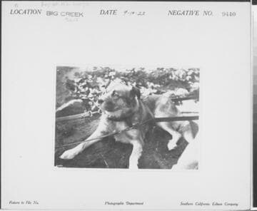 Big Creek Dog Teams
