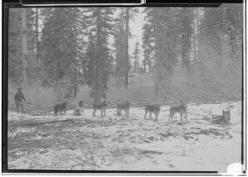 Big Creek Dog Teams