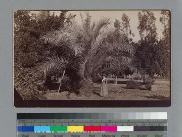 Woman and date palm tree, Riverside, California