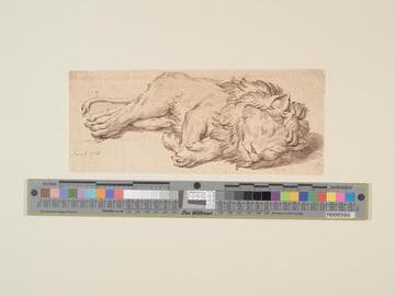 Lion Asleep