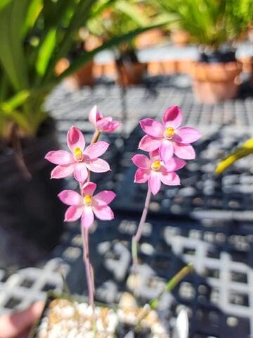 Thelymitra rubra