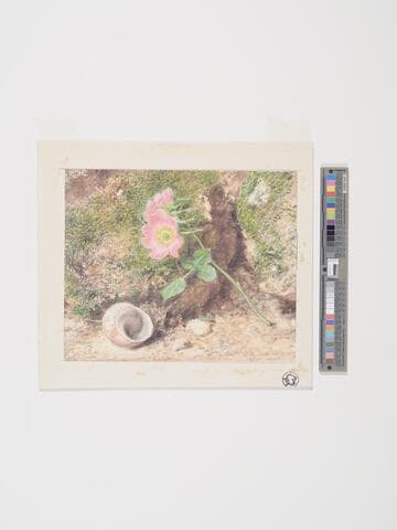 Wild Roses