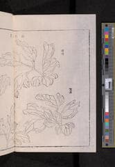 Go to image 242.