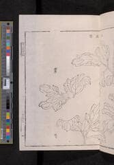 Go to image 243.
