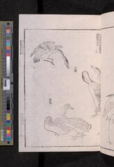 Go to image 259.