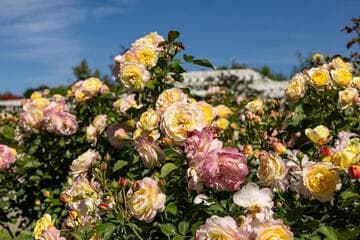 Rosa 'Huntington's 100th'