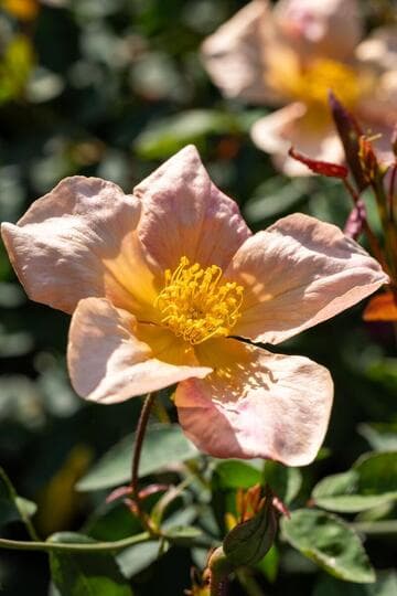 Rosa 'Mutabilis'