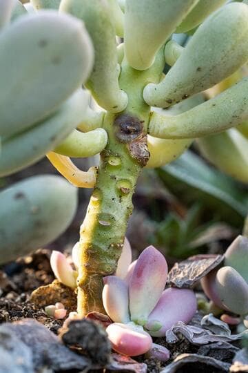 x Graptophytum