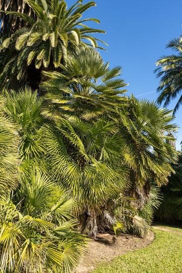 Chamaerops humilis