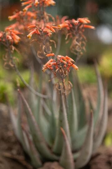 Aloe chabaudii
