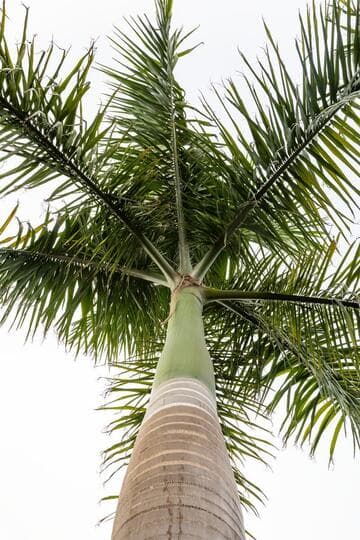 Roystonea regia