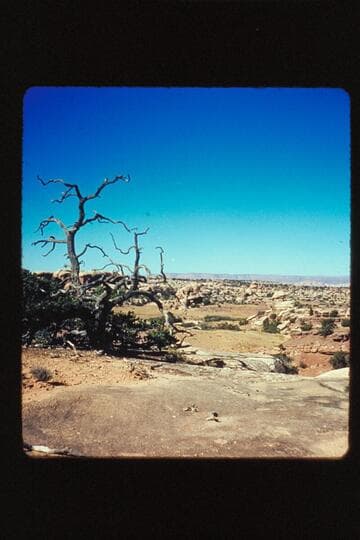 Dead Tree; Needles