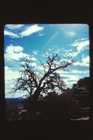 Tree silhouette