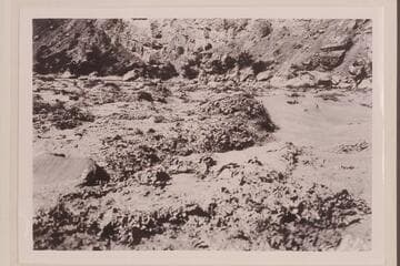 Head of Lava Falls at height of flood. Photo from Lint album. USGS party