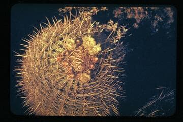 Cactus - Tapeats C