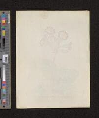 Go to image 250.