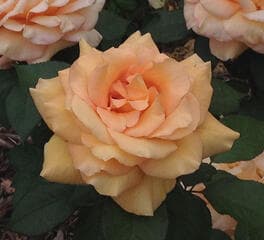 Go to image 2.