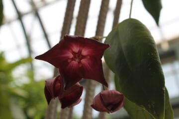 Hoya macgillivrayi