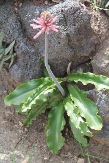Veltheimia bracteata