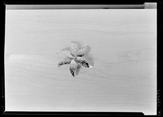 Go to image 27.