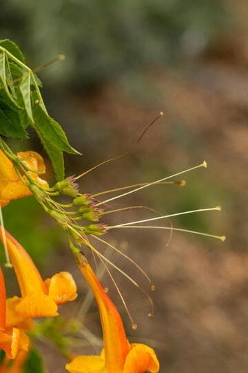 Tecoma 'Orange Jubilee'