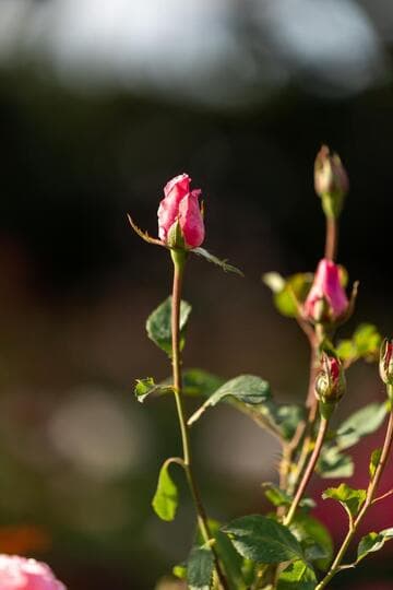 Rosa 'Queen Elizabeth'