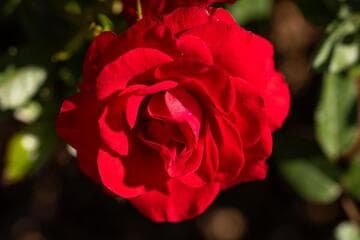 Rosa [Ruby Ruby™] = 'WEKsactrumi'
