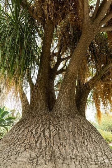 Beaucarnea recurvata