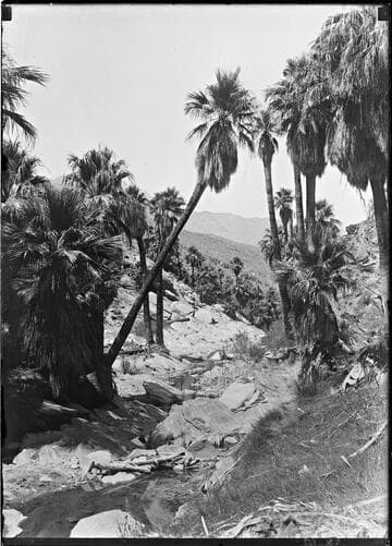 Leaning palm