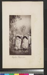 Go to image 35.