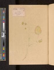 Go to image 115.