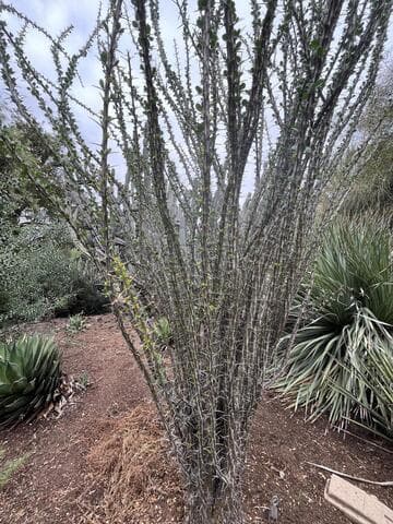 Fouquieria diguetii