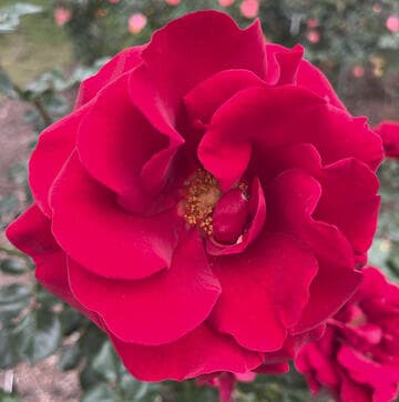 Rosa 'Black Cherry'