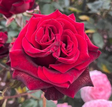 Rosa 'Black Magic'