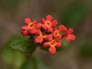 Rondeletia odorata