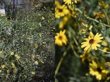 Encelia californica