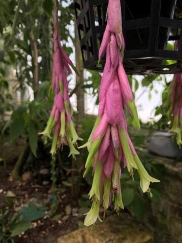 Vriesea limonensis