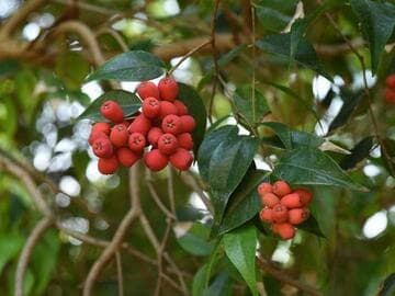 Syzygium luehmannii