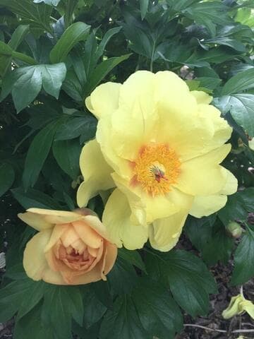 Paeonia 'Itoh'
