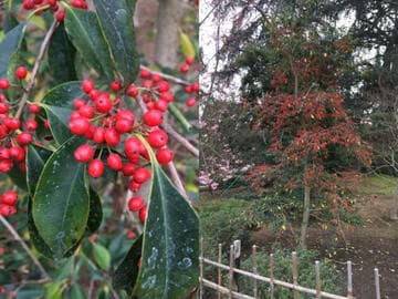 Ilex integra