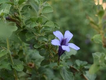 Dyschoriste thunbergiiflora