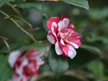 Camellia japonica 'Marquis de Montcalm'