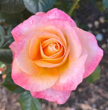 Rosa 'Day Breaker'