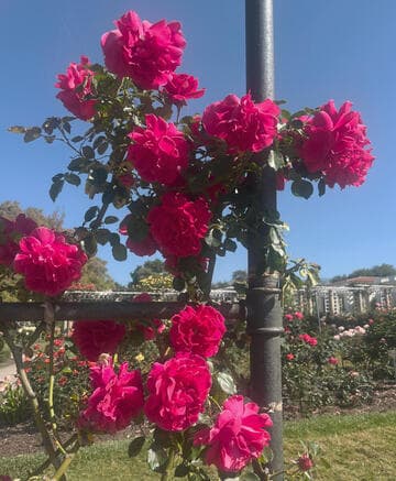 Rosa 'High Society'