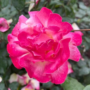 Rosa 'Kiss of Fire'