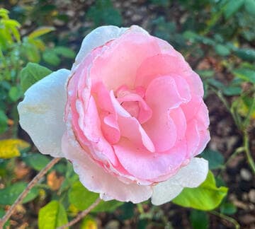Rosa 'Grand Siecle'