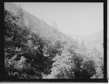 Trees on a hillside