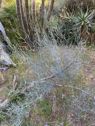 Acacia aphylla